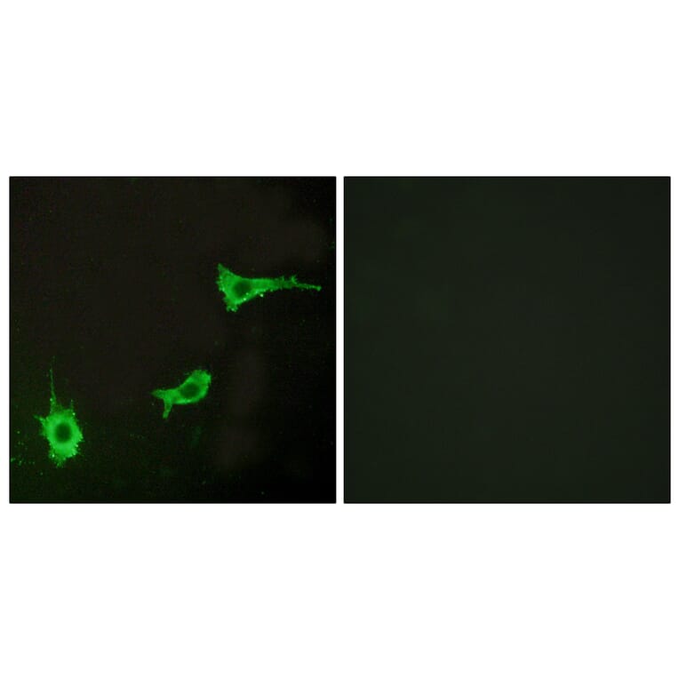 Immunofluorescence - Anti-EDNRA Antibody (G241) - Antibodies.com