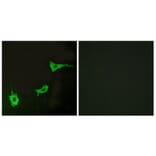 Immunofluorescence - Anti-EDNRA Antibody (G241) - Antibodies.com