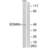 Western Blot - Anti-EDNRA Antibody (G241) - Antibodies.com