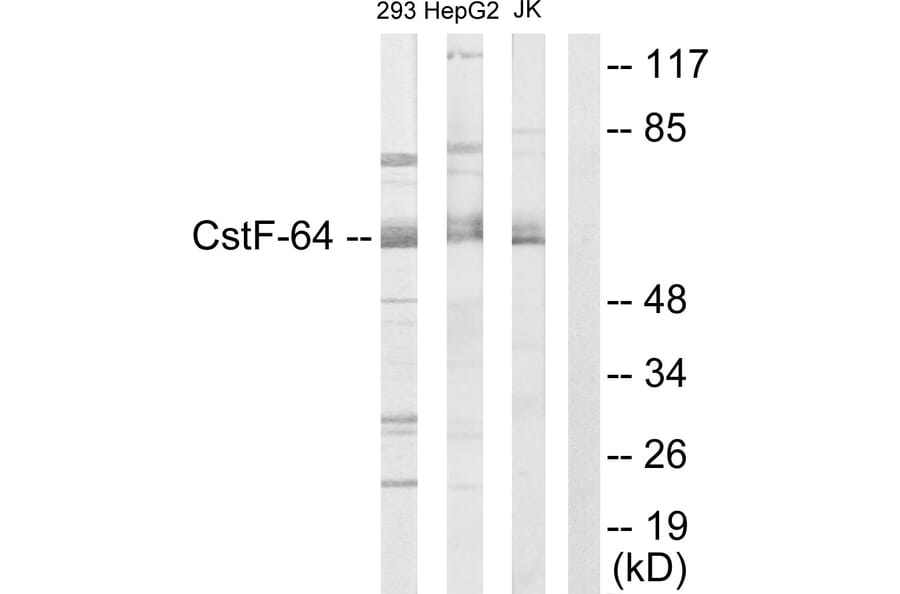 Western Blot - Anti-CSTF2 Antibody (C10542) - Antibodies.com