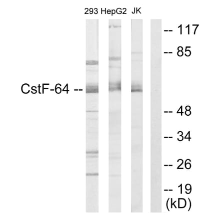 Western Blot - Anti-CSTF2 Antibody (C10542) - Antibodies.com