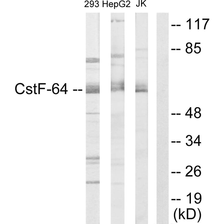 Western Blot - Anti-CSTF2 Antibody (C10542) - Antibodies.com