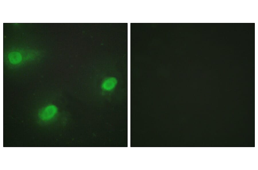 Immunofluorescence - Anti-CSTF2 Antibody (C10542) - Antibodies.com