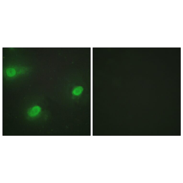 Immunofluorescence - Anti-CSTF2 Antibody (C10542) - Antibodies.com