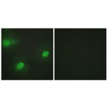 Immunofluorescence - Anti-CSTF2 Antibody (C10542) - Antibodies.com