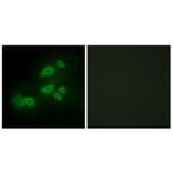 Immunofluorescence - Anti-CDCP1 Antibody (C11696) - Antibodies.com
