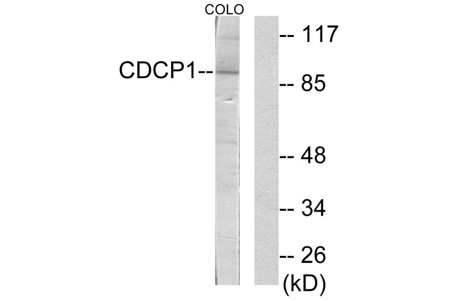 Western Blot - Anti-CDCP1 Antibody (C11696) - Antibodies.com