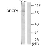 Western Blot - Anti-CDCP1 Antibody (C11696) - Antibodies.com