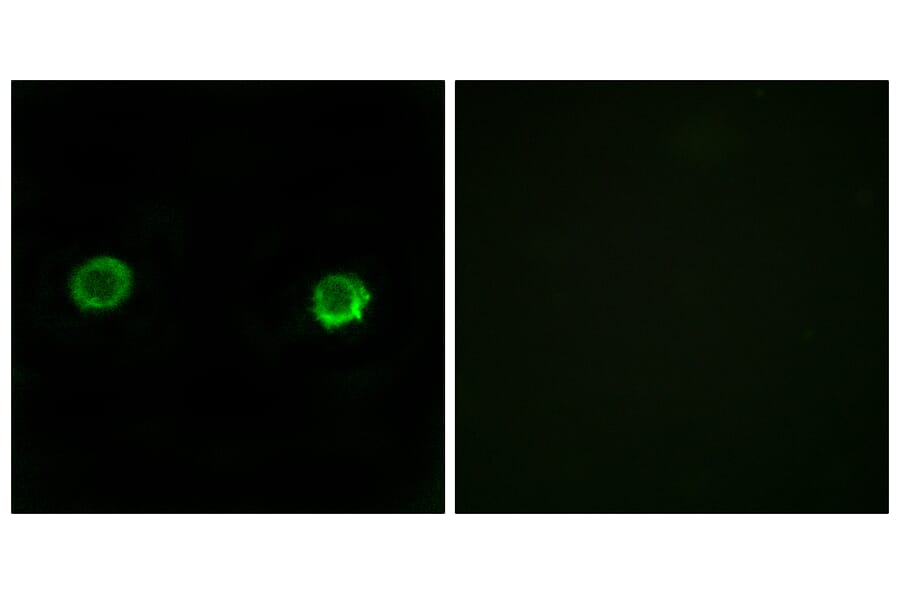 Immunofluorescence - Anti-ABHD2 Antibody (C14214) - Antibodies.com