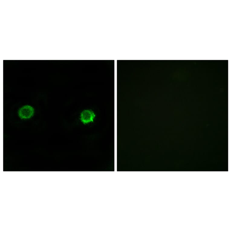 Immunofluorescence - Anti-ABHD2 Antibody (C14214) - Antibodies.com
