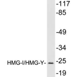 Western Blot - Anti-HMGI Antibody (R12-2184) - Antibodies.com