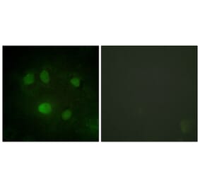 Immunofluorescence - Anti-DDX5 Antibody (B0903) - Antibodies.com