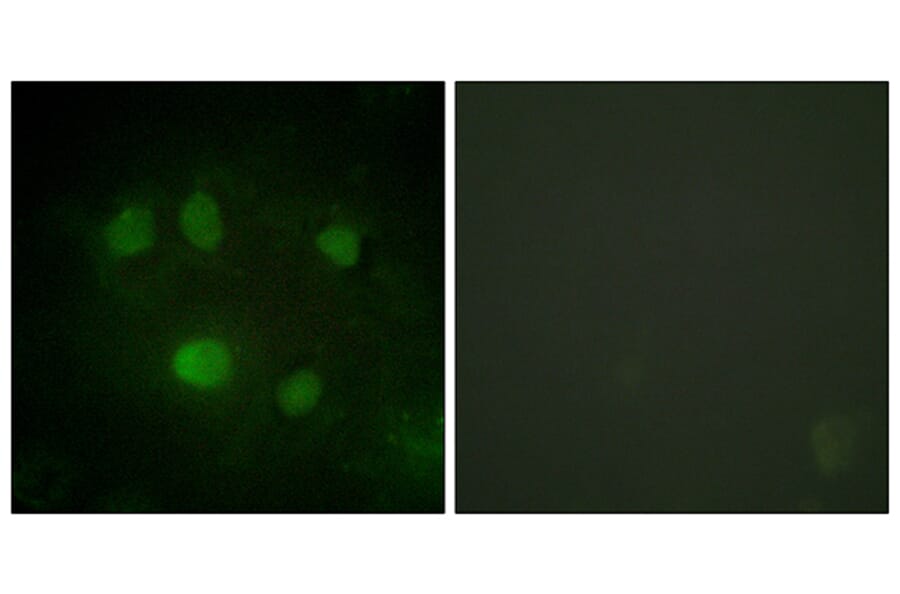 Immunofluorescence - Anti-DDX5 Antibody (B0903) - Antibodies.com