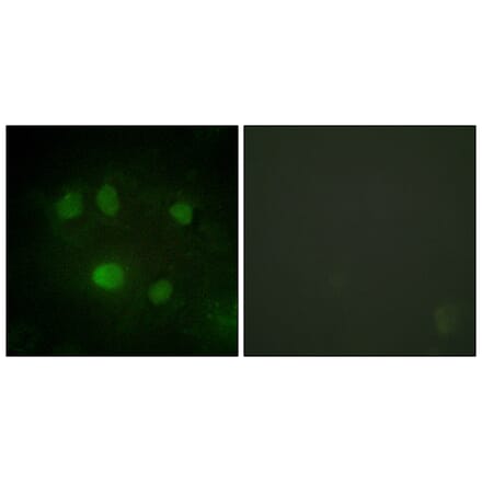 Immunofluorescence - Anti-DDX5 Antibody (B0903) - Antibodies.com