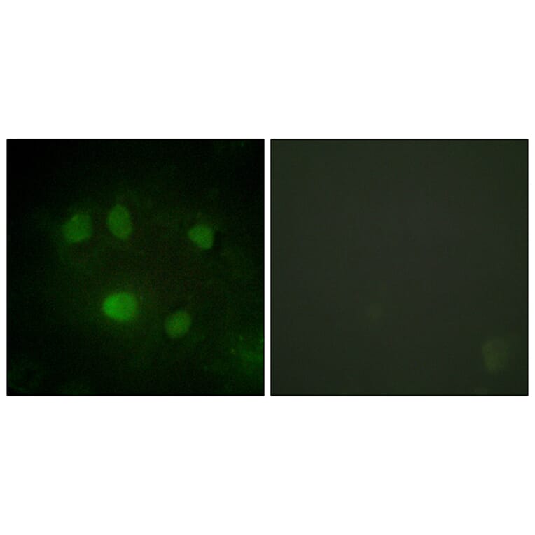 Immunofluorescence - Anti-DDX5 Antibody (B0903) - Antibodies.com