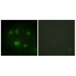 Immunofluorescence - Anti-DDX5 Antibody (B0903) - Antibodies.com