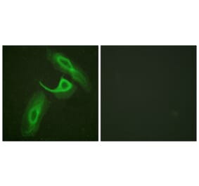 Immunofluorescence - Anti-CD18 Antibody (B0842) - Antibodies.com