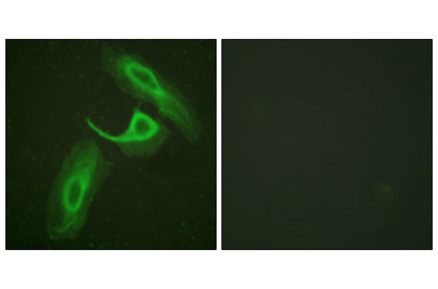 Immunofluorescence - Anti-CD18 Antibody (B0842) - Antibodies.com
