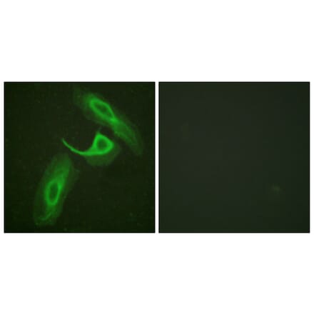 Immunofluorescence - Anti-CD18 Antibody (B0842) - Antibodies.com
