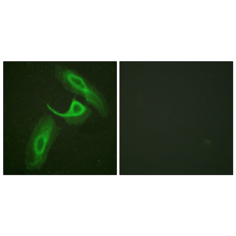 Immunofluorescence - Anti-CD18 Antibody (B0842) - Antibodies.com