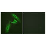 Immunofluorescence - Anti-CD18 Antibody (B0842) - Antibodies.com