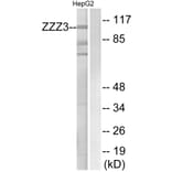 Western Blot - Anti-ZZZ3 Antibody (C19612) - Antibodies.com