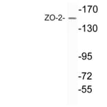 Western Blot - Anti-ZO-2 Antibody (R12-2417) - Antibodies.com