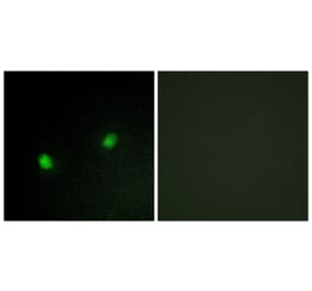 Immunofluorescence - Anti-ZNF7 Antibody (C10399) - Antibodies.com