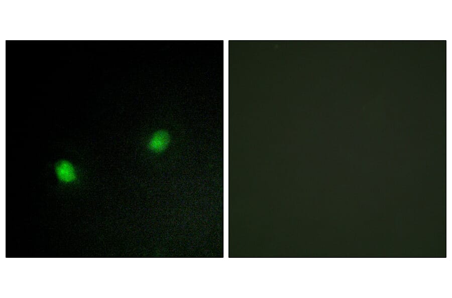 Immunofluorescence - Anti-ZNF7 Antibody (C10399) - Antibodies.com