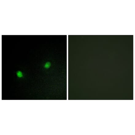 Immunofluorescence - Anti-ZNF7 Antibody (C10399) - Antibodies.com