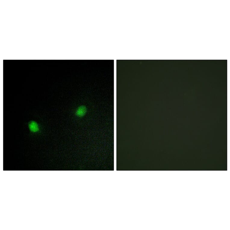 Immunofluorescence - Anti-ZNF7 Antibody (C10399) - Antibodies.com