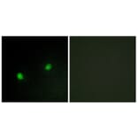 Immunofluorescence - Anti-ZNF7 Antibody (C10399) - Antibodies.com