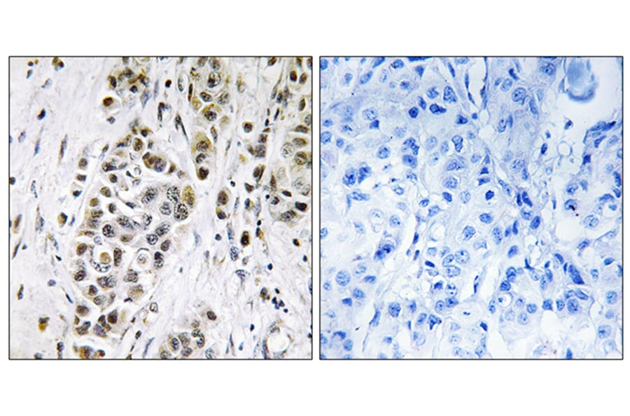 Immunohistochemistry - Anti-XRN2 Antibody (C11672) - Antibodies.com