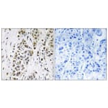 Immunohistochemistry - Anti-XRN2 Antibody (C11672) - Antibodies.com