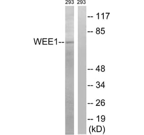 Western Blot - Anti-WEE1 Antibody (B8199) - Antibodies.com