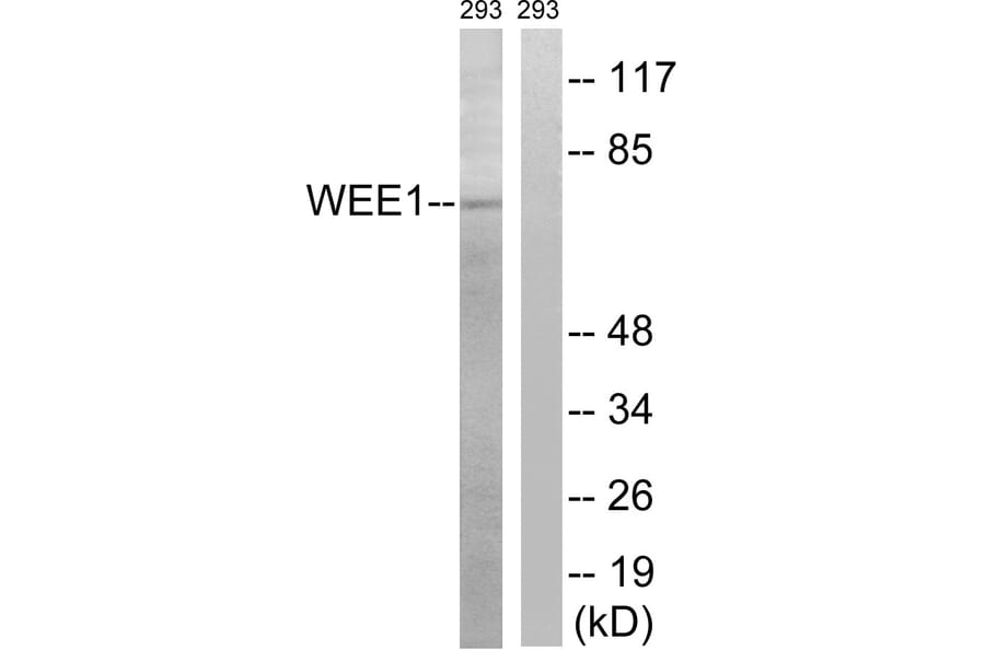 Western Blot - Anti-WEE1 Antibody (B8199) - Antibodies.com