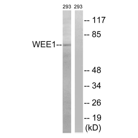 Western Blot - Anti-WEE1 Antibody (B8199) - Antibodies.com