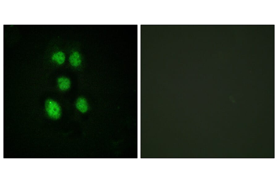 Immunofluorescence - Anti-VAV1 Antibody (B0593) - Antibodies.com