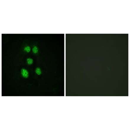 Immunofluorescence - Anti-VAV1 Antibody (B0593) - Antibodies.com
