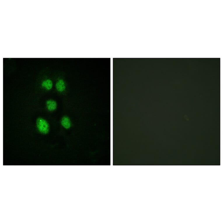 Immunofluorescence - Anti-VAV1 Antibody (B0593) - Antibodies.com