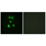 Immunofluorescence - Anti-VAV1 Antibody (B0593) - Antibodies.com