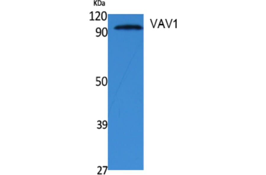 Western Blot - Anti-VAV1 Antibody (B0593) - Antibodies.com