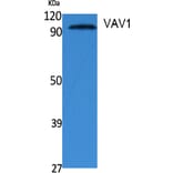 Western Blot - Anti-VAV1 Antibody (B0593) - Antibodies.com