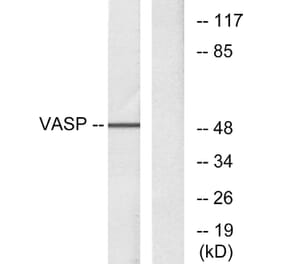 Western Blot - Anti-VASP Antibody (B7249) - Antibodies.com
