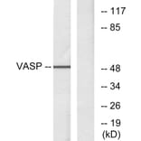 Western Blot - Anti-VASP Antibody (B7249) - Antibodies.com