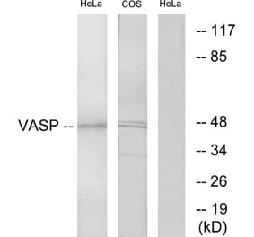Western Blot - Anti-VASP Antibody (B7250) - Antibodies.com