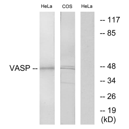 Western Blot - Anti-VASP Antibody (B7250) - Antibodies.com