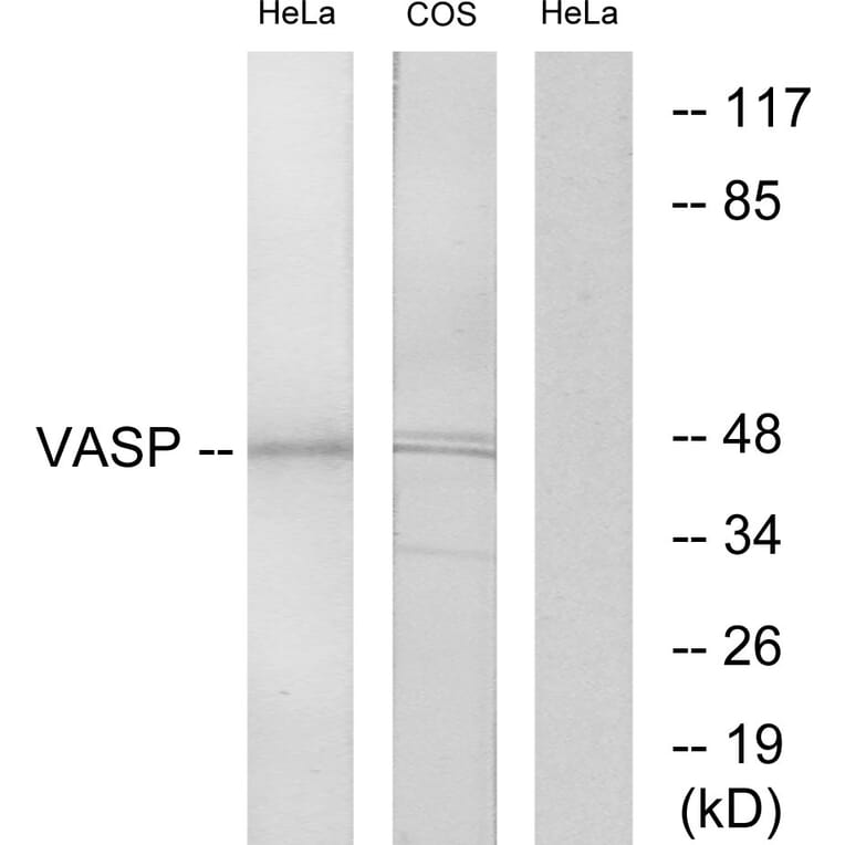 Western Blot - Anti-VASP Antibody (B7250) - Antibodies.com