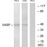 Western Blot - Anti-VASP Antibody (B7250) - Antibodies.com