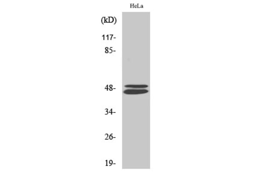 Western Blot - Anti-VASP Antibody (B7250) - Antibodies.com